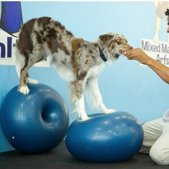 Balance Disc Cushion Dog Balan - Balance Cushion Disc recensione e prezzo